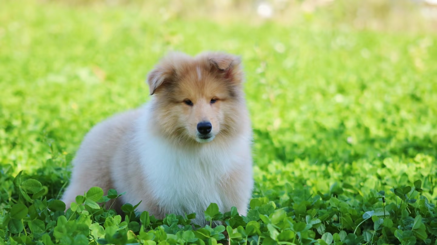 粗毛柯利犬、长毛牧羊犬、柯利犬、柯利牧羊犬
